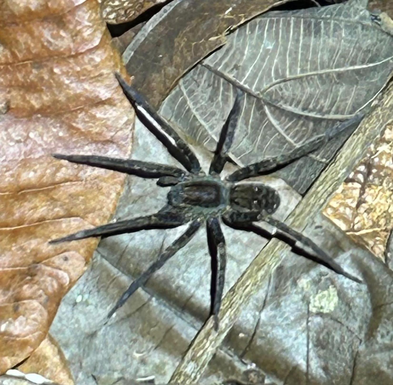 Cabanas Eco Logicas Mu'Ue Loreto Mocagua 외부 사진